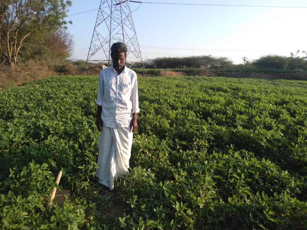 Farmer in Groundnut Field